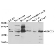 Western blot analysis of extracts of various cell lines, using RBFOX1 antibody (abx006542) at 1/1000 dilution.