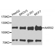 Western blot analysis of extracts of various cell lines, using AARS2 antibody (abx006545) at 1/1000 dilution.