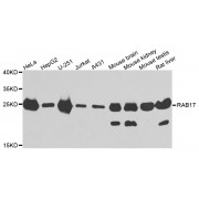 Western blot analysis of extracts of various cell lines, using RAB17 antibody (abx006549) at 1/1000 dilution.