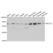 Western blot analysis of extracts of various cell lines, using MCCC2 antibody (abx006595) at 1/1000 dilution.