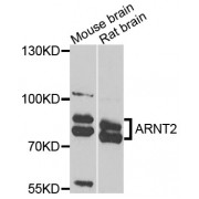 Western blot analysis of extracts of various cell lines, using ARNT2 antibody (abx006605) at 1/1000 dilution.