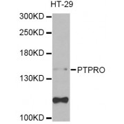 Western blot analysis of extracts of HT-29 cells, using PTPRO Antibody (abx006633) at 1/1000 dilution.