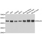Western blot analysis of extracts of various cell lines, using DNAJA2 antibody (abx006637) at 1:3000 dilution.