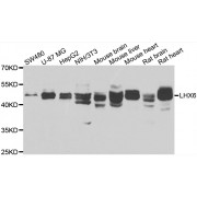 Western blot analysis of extracts of various cell lines, using LHX6 antibody (abx006644) at 1/1000 dilution.
