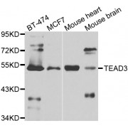 Western blot analysis of extracts of various cell lines, using TEAD3 antibody (abx006655) at 1/1000 dilution.