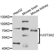 Western blot analysis of extracts of various cell lines, using µgT3A2 antibody (abx006671) at 1/1000 dilution.