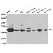 Western blot analysis of extracts of various cell lines, using PGD antibody (abx006674) at 1/1000 dilution.