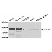 Western blot analysis of extracts of various cell lines, using TM9SF3 antibody (abx006679) at 1/1000 dilution.