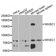 Western blot analysis of extracts of various cell lines, using WHSC1 antibody (abx006682) at 1/1000 dilution.