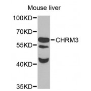 Western blot analysis of extracts of mouse liver, using CHRM3 antibody (abx006689) at 1/1000 dilution.