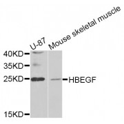 Western blot analysis of extracts of various cell lines, using HBEGF antibody (abx006691) at 1/1000 dilution.