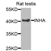 Western blot analysis of extracts of rat testis, using INHA antibody (abx006694) at 1/1000 dilution.