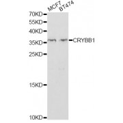 Western blot analysis of extracts of various cell lines, using CRYBB1 antibody (abx006724) at 1/1000 dilution.