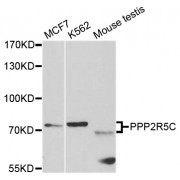 Western blot analysis of extracts of various cell lines, using PPP2R5C antibody (abx006784) at 1/1000 dilution.