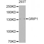 Western blot analysis of extracts of 293T, using GRIP1 Antibody (abx006798) at 1/1000 dilution.