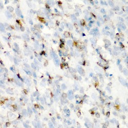 Macrosialin (CD68) Antibody