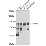 Western blot analysis of extracts of various cell lines, using ALOX15 antibody (abx006843) at 1/1000 dilution.