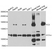 Western blot analysis of extracts of various cell lines, using C3 antibody (abx006846) at 1/1000 dilution.