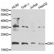 Western blot analysis of extracts of various cell lines, using DR1 antibody (abx006854) at 1/1000 dilution.