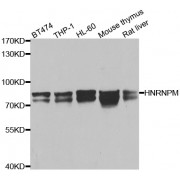 Western blot analysis of extracts of various cell lines, using HNRNPM antibody (abx006860) at 1/1000 dilution.