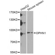 Western blot analysis of extracts of various cell lines, using OPHN1 Antibody (abx006862) at 1/1000 dilution.