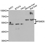 Western blot analysis of extracts of various cell lines, using PSMD5 antibody (abx006865) at 1/2000 dilution.