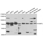 Western blot analysis of extracts of various cell lines, using ASMTL antibody (abx006877) at 1/1000 dilution.