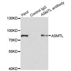N-Acetylserotonin O-Methyltransferase-Like Protein (ASMTL) Antibody