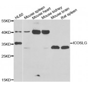 Western blot analysis of extracts of various cell lines, using ICOSLG antibody (abx006890) at 1/1000 dilution.