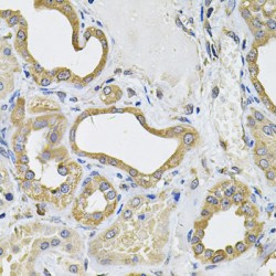 ICOS Ligand (ICOSLG) Antibody