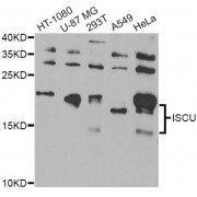 Western blot analysis of extracts of various cell lines, using ISCU Antibody (abx006891) at 1/1000 dilution.