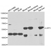 Western blot analysis of extracts of various cell lines, using LAP3 antibody (abx006895) at 1/1000 dilution.