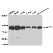 Western blot analysis of extracts of various cell lines, using ANAPC5 antibody (abx006897) at 1/1000 dilution.