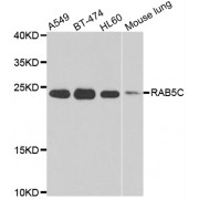 Western blot analysis of extracts of various cell lines, using RAB5C antibody (abx006922) at 1/1000 dilution.