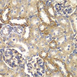 RAB5C, Member RAS Oncogene Family (RAB5C) Antibody