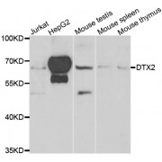 Western blot analysis of extracts of various cell lines, using DTX2 antibody (abx006939) at 1/1000 dilution.