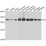 Western blot analysis of extracts of various cell lines, using AUH antibody (abx006943) at 1/1000 dilution.
