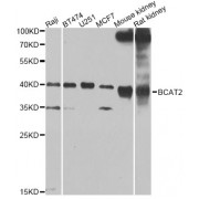 Western blot analysis of extracts of various cell lines, using BCAT2 Antibody (abx006944) at 1/1000 dilution.