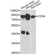 Western blot analysis of extracts of various cell lines, using CD34 Antibody (abx006947) at 1/1000 dilution.