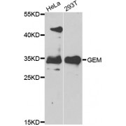 Western blot analysis of extracts of various cell lines, using GEM antibody (abx006949) at 1/1000 dilution.