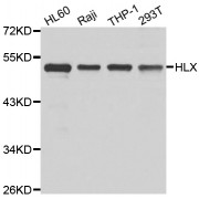 Western blot analysis of extracts of various cell lines, using HLX antibody (abx006950) at 1/1000 dilution.