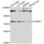 Western blot analysis of extracts of various cell lines, using TM9SF1 antibody (abx006968) at 1/1000 dilution.