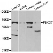 Western blot analysis of extracts of various cell lines, using FBXO7 antibody (abx006971) at 1/1000 dilution.
