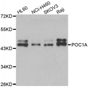 Western blot analysis of extracts of various cell lines, using POC1A antibody (abx006972) at 1/1000 dilution.