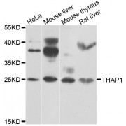 Western blot analysis of extracts of various cell lines, using THAP1 antibody (abx006977) at 1/1000 dilution.