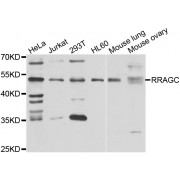 Western blot analysis of extracts of various cell lines, using RRAGC antibody (abx006982) at 1/1000 dilution.