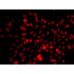 Ras Related GTP Binding C (RRAGC) Antibody