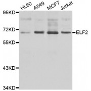 Western blot analysis of extracts of various cell lines, using ELF2 antibody (abx006986) at 1/1000 dilution.