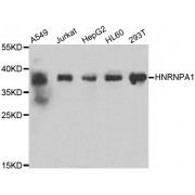 Western blot analysis of extracts of various cell lines, using HNRNPA1 antibody (abx006989) at 1/200 dilution.