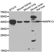 Western blot analysis of extracts of various cell lines, using MAPK13 antibody (abx006993) at 1/1000 dilution.